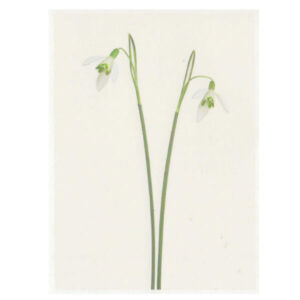 Carte imprimée "Galanthus Nivalis"