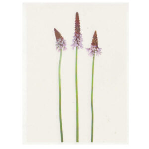 Carte imprimée "Primula Vialii"
