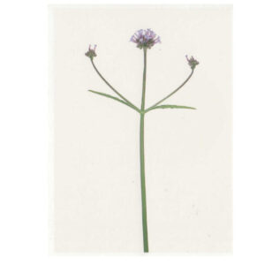 Carte imprimée "Verbena Bonariensis"