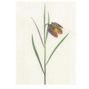 Carte imprimée "Fritillaria"